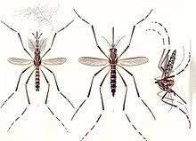 Alerta amarilla en el Valle del Cauca por dengue