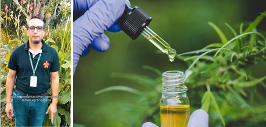 LA INDUSTRIA DEL CANNABIS EN CANDELARIA