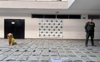 Duro golpe al narcotráfico. Incautan 127.000 gramos de marihuana