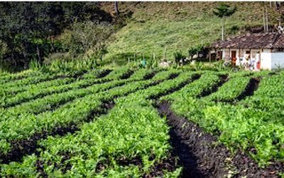 Procuraduría investiga presuntos sobrecostos en adquisición de cosechas por parte de la UNGRD