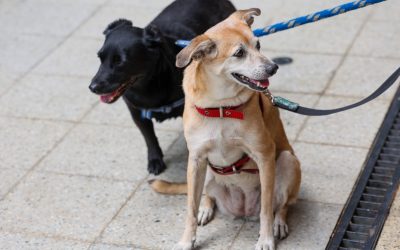 más de 400 animales de compañía han sido dejados en condición de calle en Cali